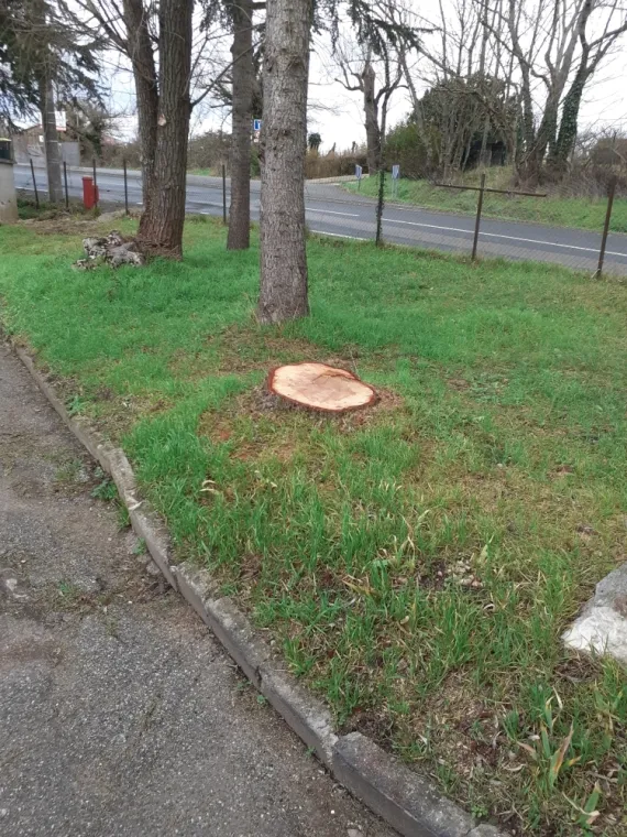 Souche à enlever
